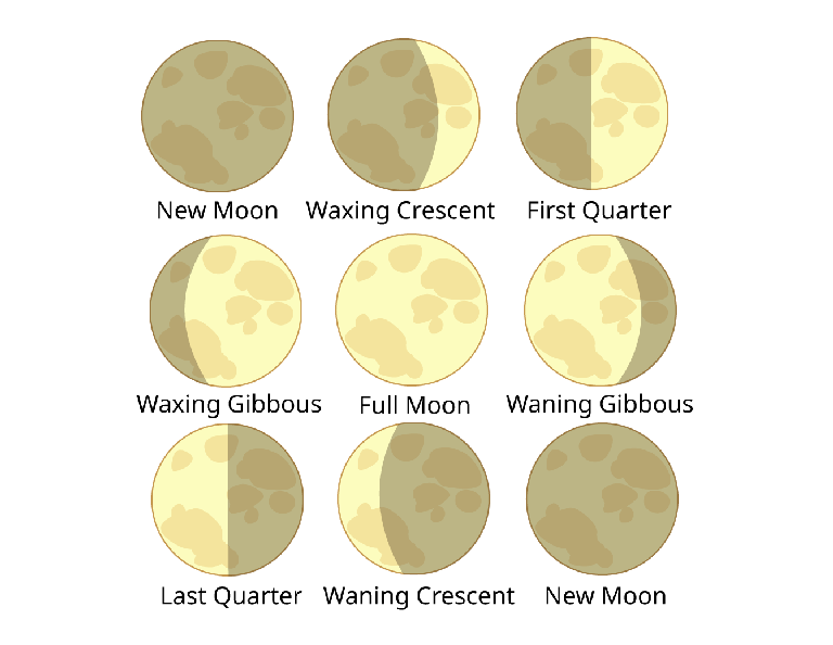 Lunar Phases!