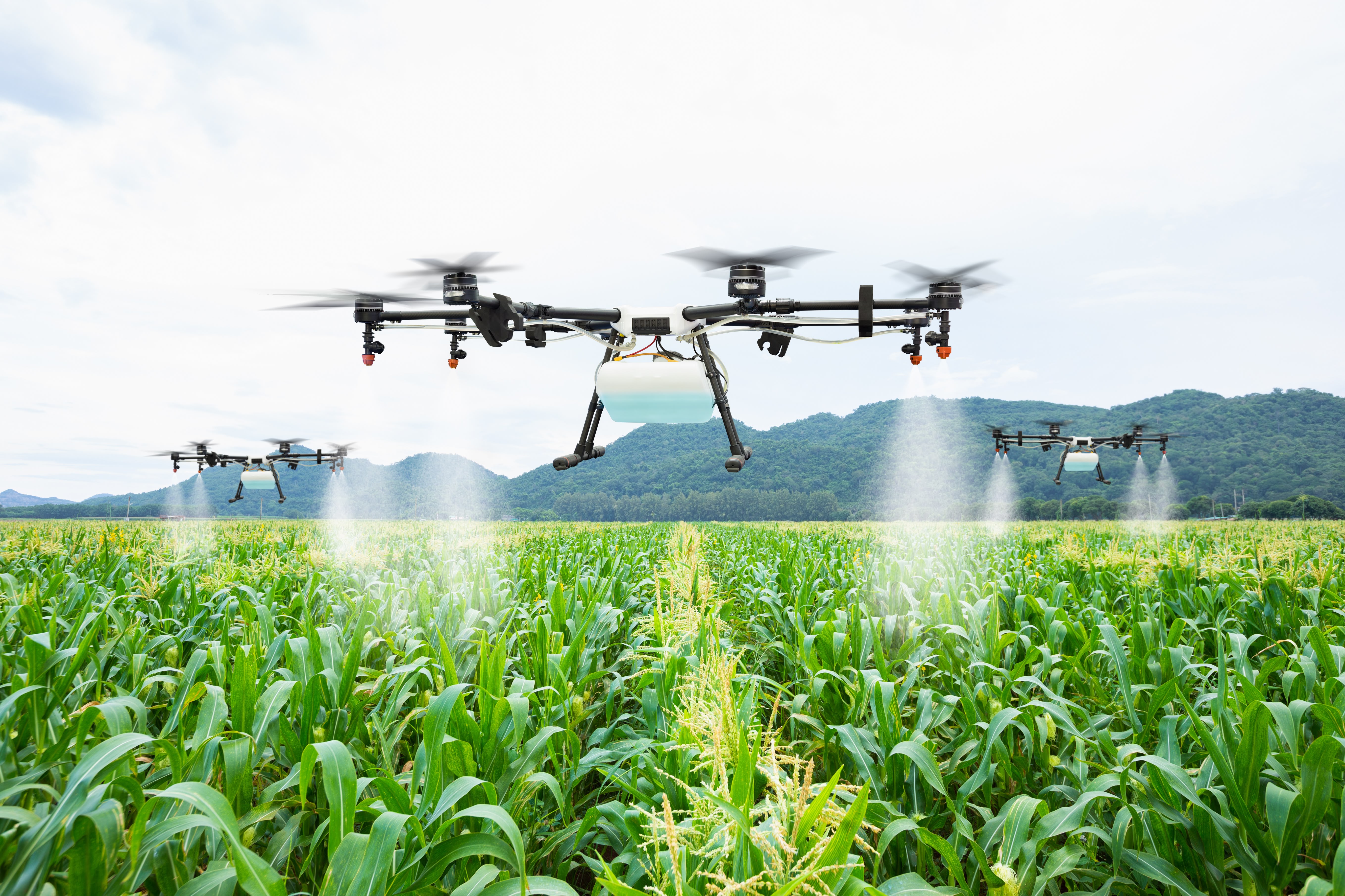Three drones fly above a field of crops spraying a liquid onto the crops.