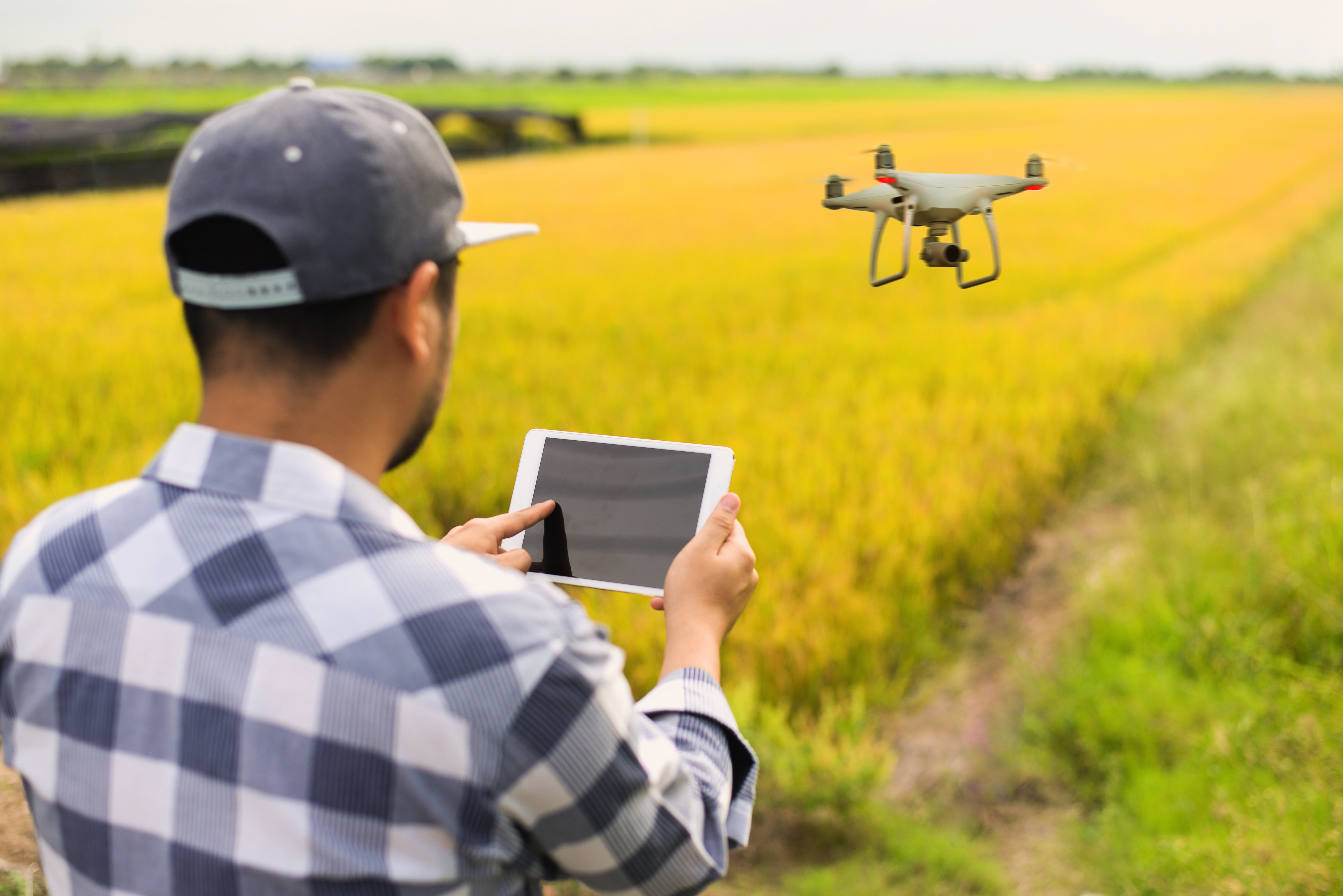 A man in a flannel shirt and hat stands in a field of crops, flying a drone over the field while looking at the images streaming from the drone on an tablet.