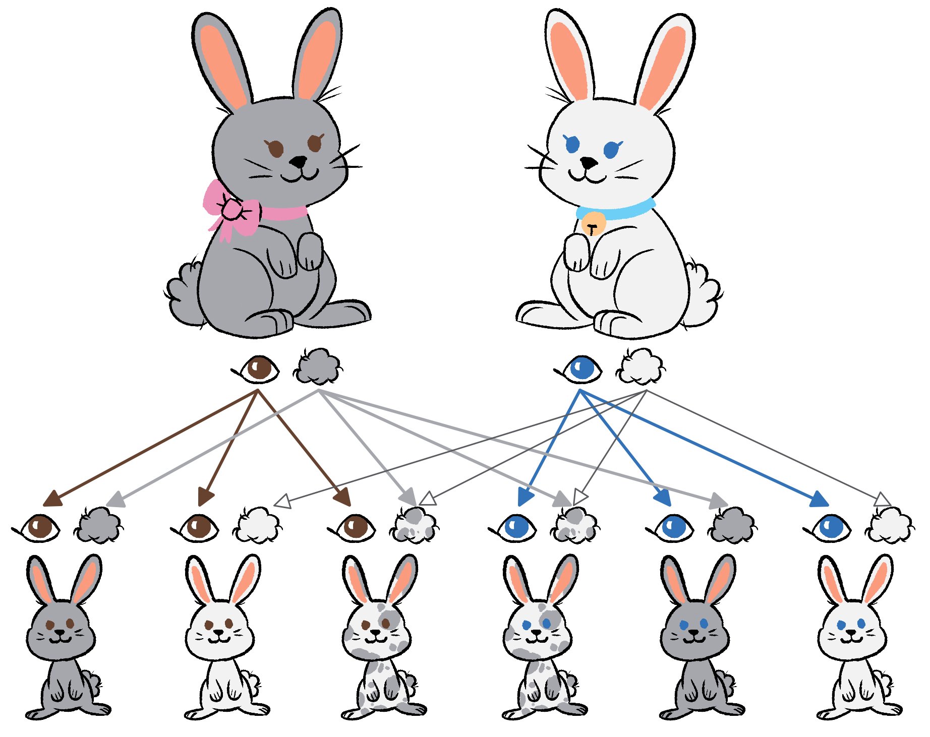 Variation in a Bunny Family
