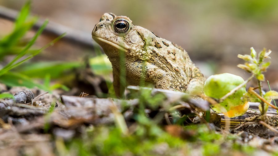 Um sapo senta-se numa vara rodeado de vegetação no seu habitat natural.