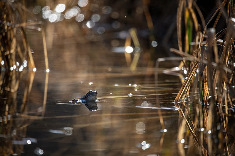 Um sapo está a nadar na água com juncos a sair da água à sua volta no seu habitat natural.